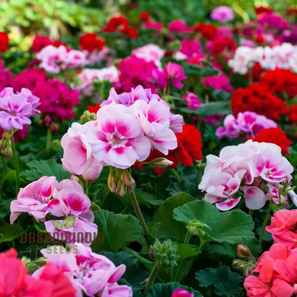 Geranium Seeds - Shadow Mixed Variety | Ideal for Vibrant Gardens and Year-Round Blooms - Image 4
