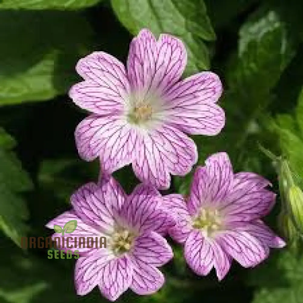 Geranium Seeds (Geranium Versicolor Seeds) - Vibrant Garden Beauty for Every Season