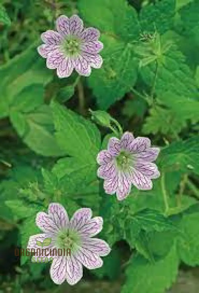 Geranium Seeds (Geranium Versicolor Seeds) - Vibrant Garden Beauty for Every Season - Image 3