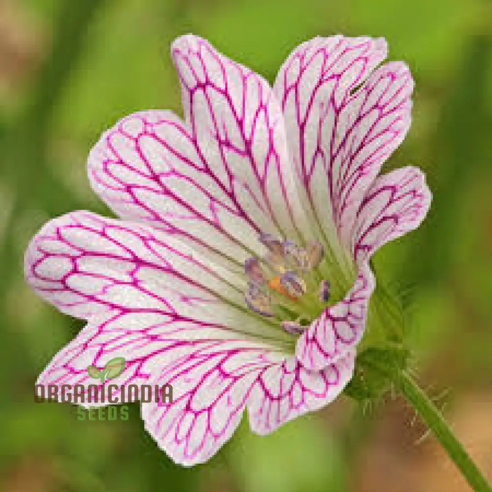Geranium Seeds (Geranium Versicolor Seeds) - Vibrant Garden Beauty for Every Season - Image 4