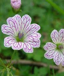 Geranium Seeds (Geranium Versicolor Seeds) - Vibrant Garden Beauty for Every Season - Image 5