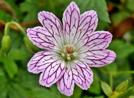 Geranium Seeds (Geranium Versicolor Seeds) - Vibrant Garden Beauty for Every Season - Image 6