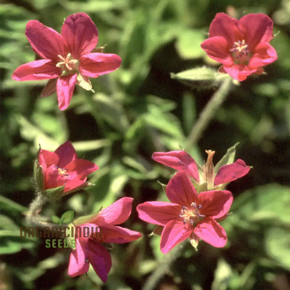 Geranium Yoshinoi Seeds For Planting-Joy with Rare Floral Beauty and Long-lasting Blooms