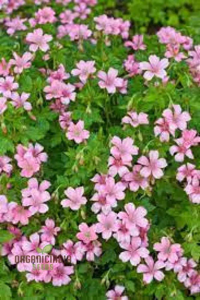 Geranium Yoshinoi Seeds For Planting-Joy with Rare Floral Beauty and Long-lasting Blooms - Image 3