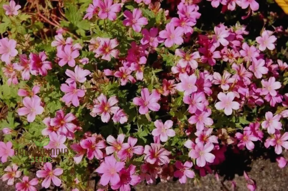 Geranium Yoshinoi Seeds For Planting-Joy with Rare Floral Beauty and Long-lasting Blooms - Image 4