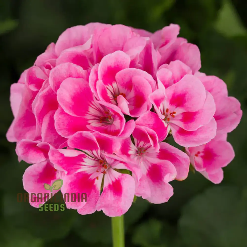 Geranium Pink Flower Seeds for Planting – Soft Pink Blooms for Garden Beds, Borders, Pots, Balcony Containers & Outdoor Landscaping