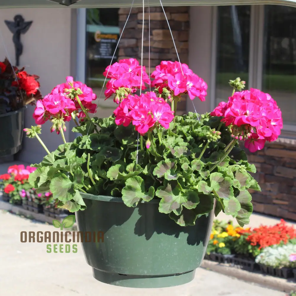 Geranium Pink Flower Seeds for Planting – Soft Pink Blooms for Garden Beds, Borders, Pots, Balcony Containers & Outdoor Landscaping - Image 3