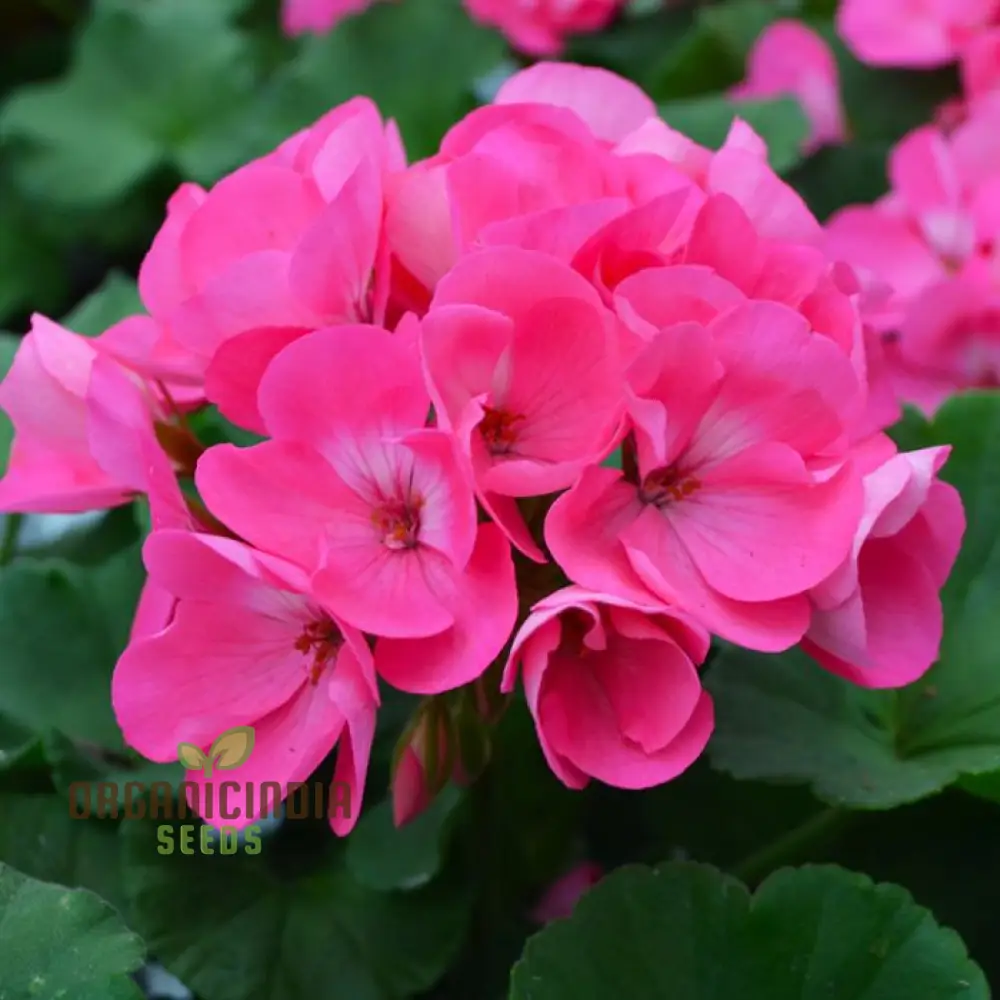 Geranium Pink Flower Seeds for Planting – Soft Pink Blooms for Garden Beds, Borders, Pots, Balcony Containers & Outdoor Landscaping - Image 4