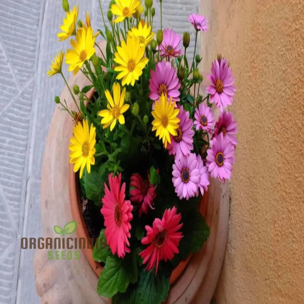Gerbera Mix Flowering Seeds for Beautiful Blossoms, Ideal for Planting and Gardening Enthusiasts - Image 3