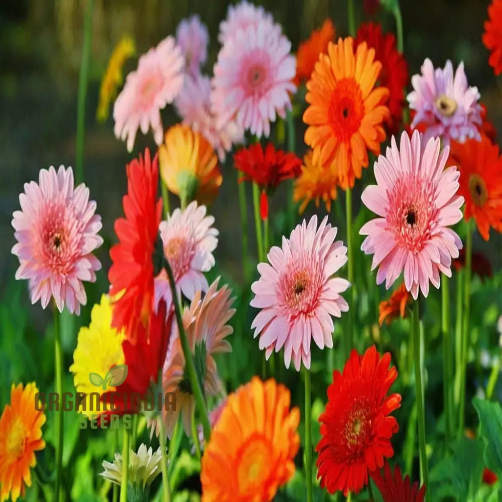 Gerbera Mix Flowering Seeds for Beautiful Blossoms, Ideal for Planting and Gardening Enthusiasts - Image 4