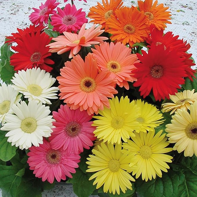Gerbera Mix Flowering Seeds for Beautiful Blossoms, Ideal for Planting and Gardening Enthusiasts - Image 5