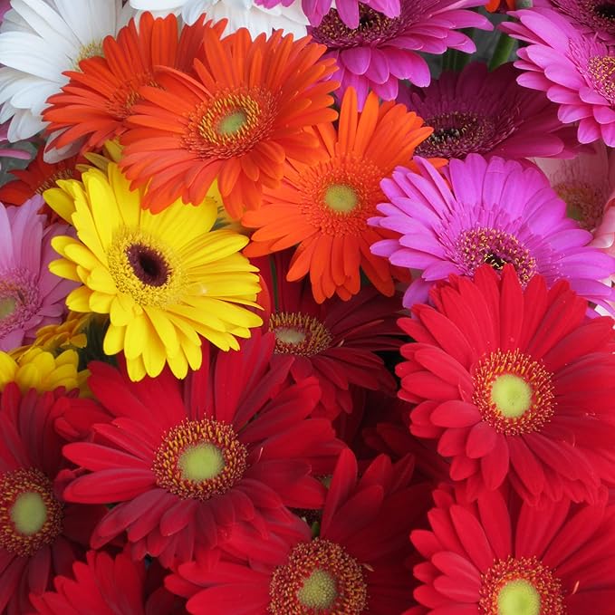 Gerbera Mix Flowering Seeds for Beautiful Blossoms, Ideal for Planting and Gardening Enthusiasts - Image 6