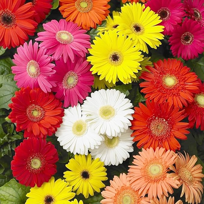 Gerbera Mix Flowering Seeds for Beautiful Blossoms, Ideal for Planting and Gardening Enthusiasts - Image 7