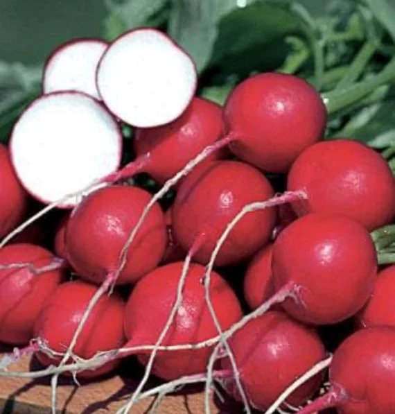 German Giant Radish Seeds for Planting