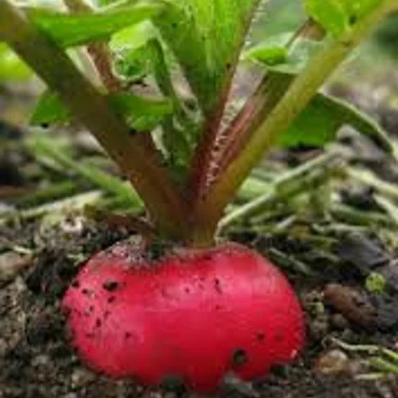 German Giant Radish Seeds for Planting - Image 3