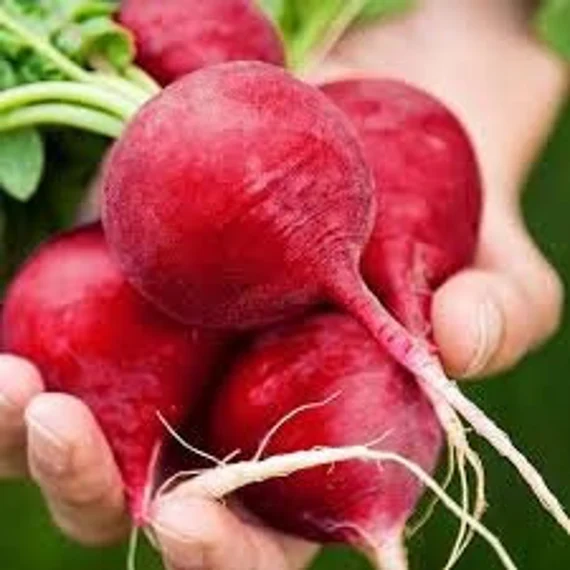 German Giant Radish Seeds for Planting - Image 4