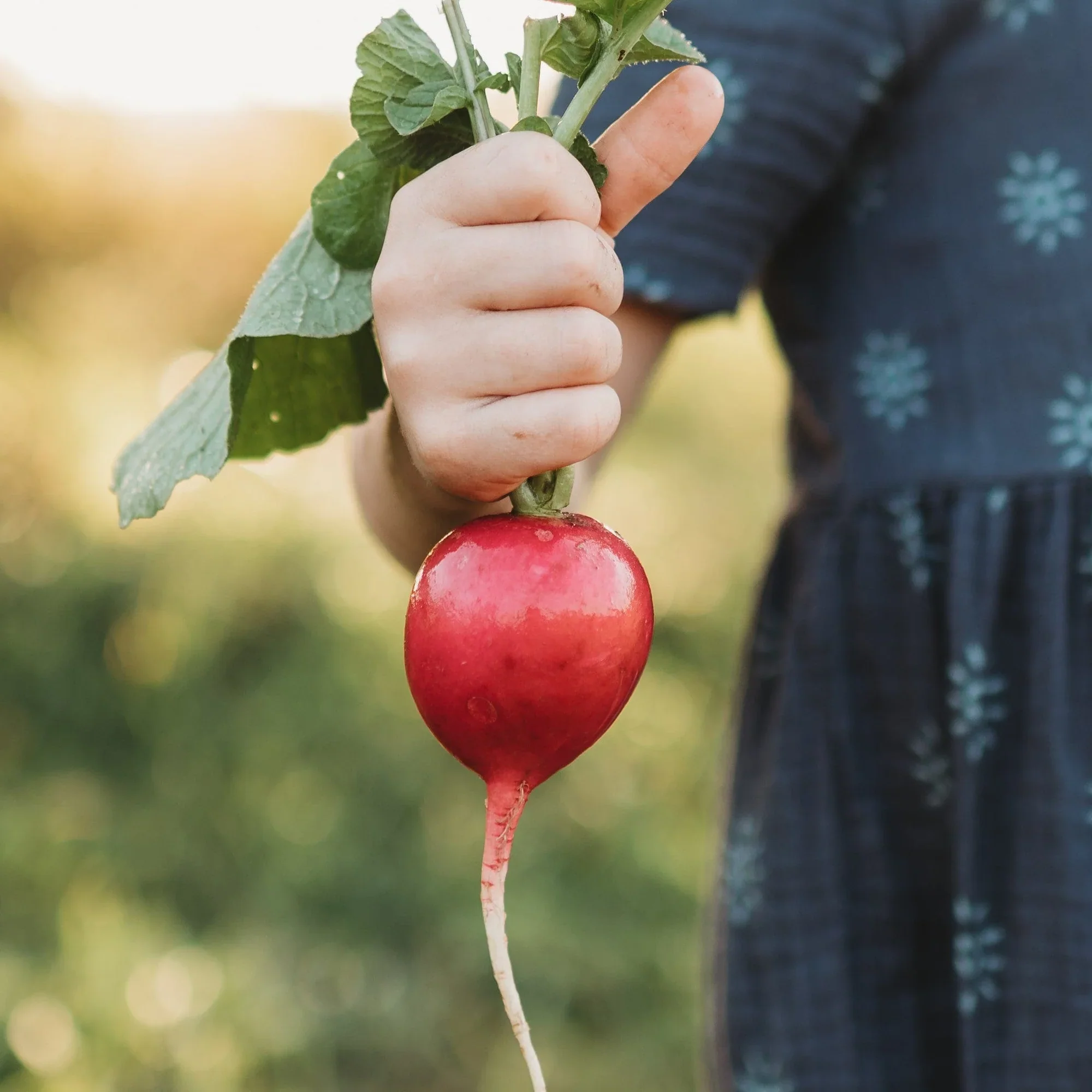 German Giant Radish Seeds for Planting - Image 5