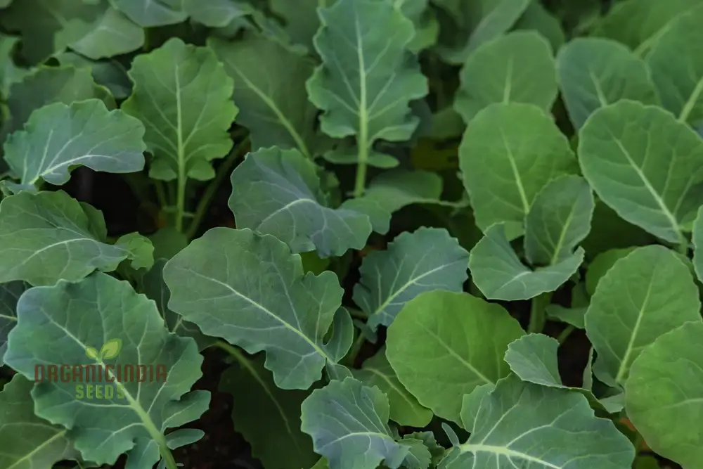 German Kale Seeds For Planting: Grow Smooth, Hearty Greens for Your Garden with Our Premium Seed Selection"
