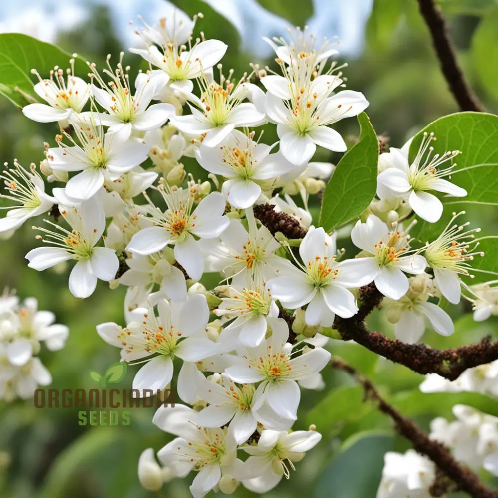 Bee-Beloved Euodia Hupehensis Seeds – Premium Seeds for Planting, Pollinator-Friendly Tree - Image 3