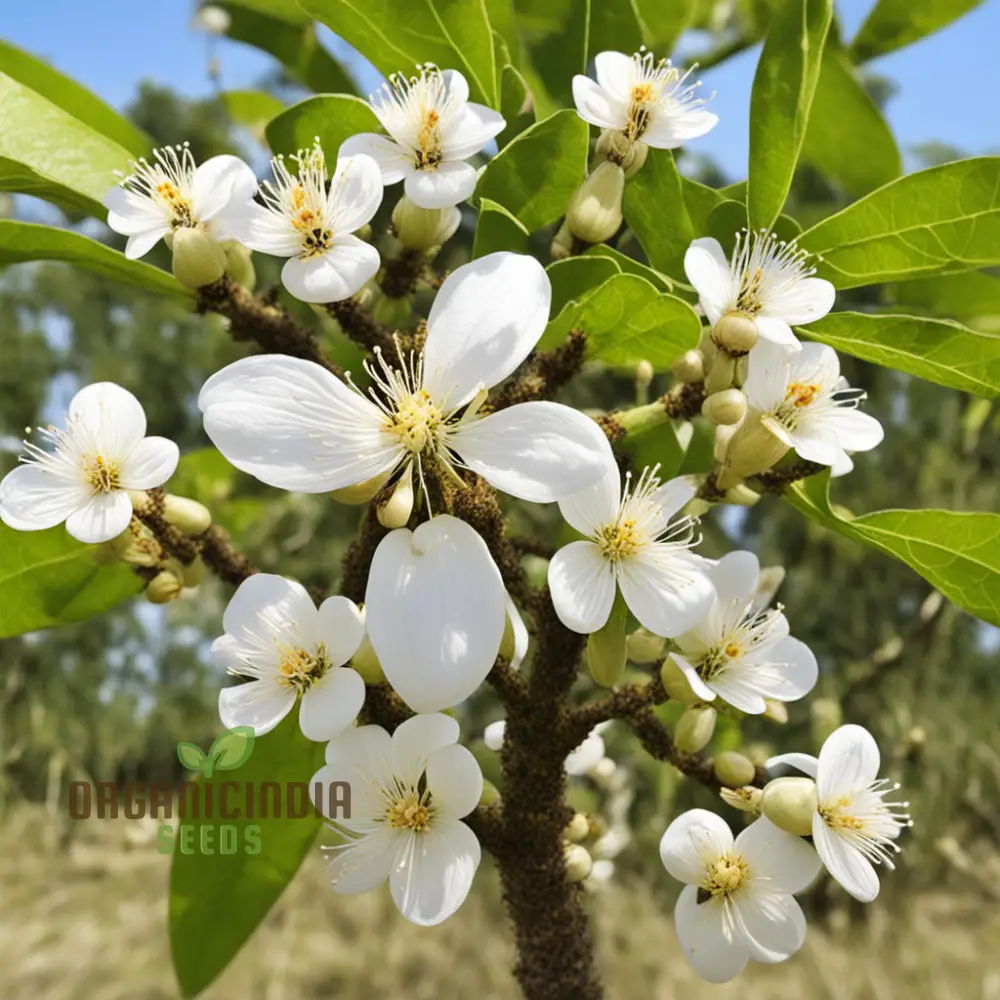 Bee-Beloved Euodia Hupehensis Seeds – Premium Seeds for Planting, Pollinator-Friendly Tree - Image 4