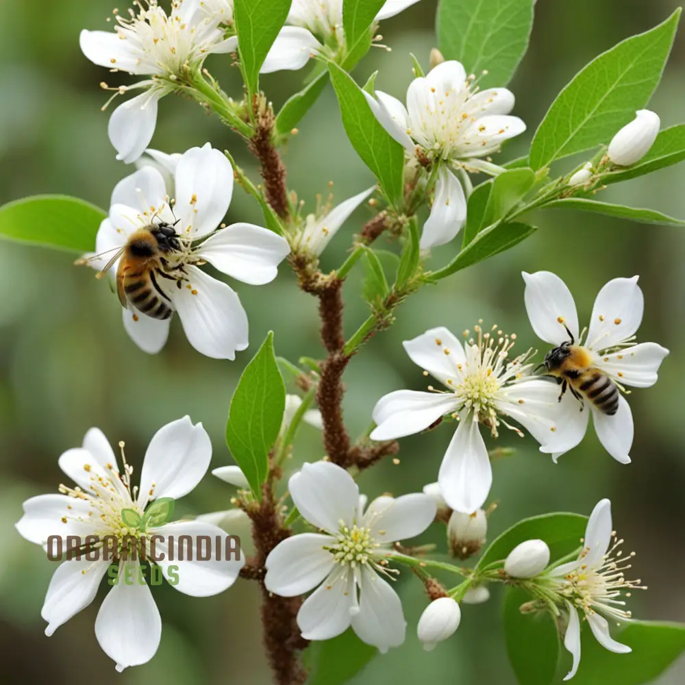 Bee-Beloved Euodia Hupehensis Seeds – Premium Seeds for Planting, Pollinator-Friendly Tree - Image 5