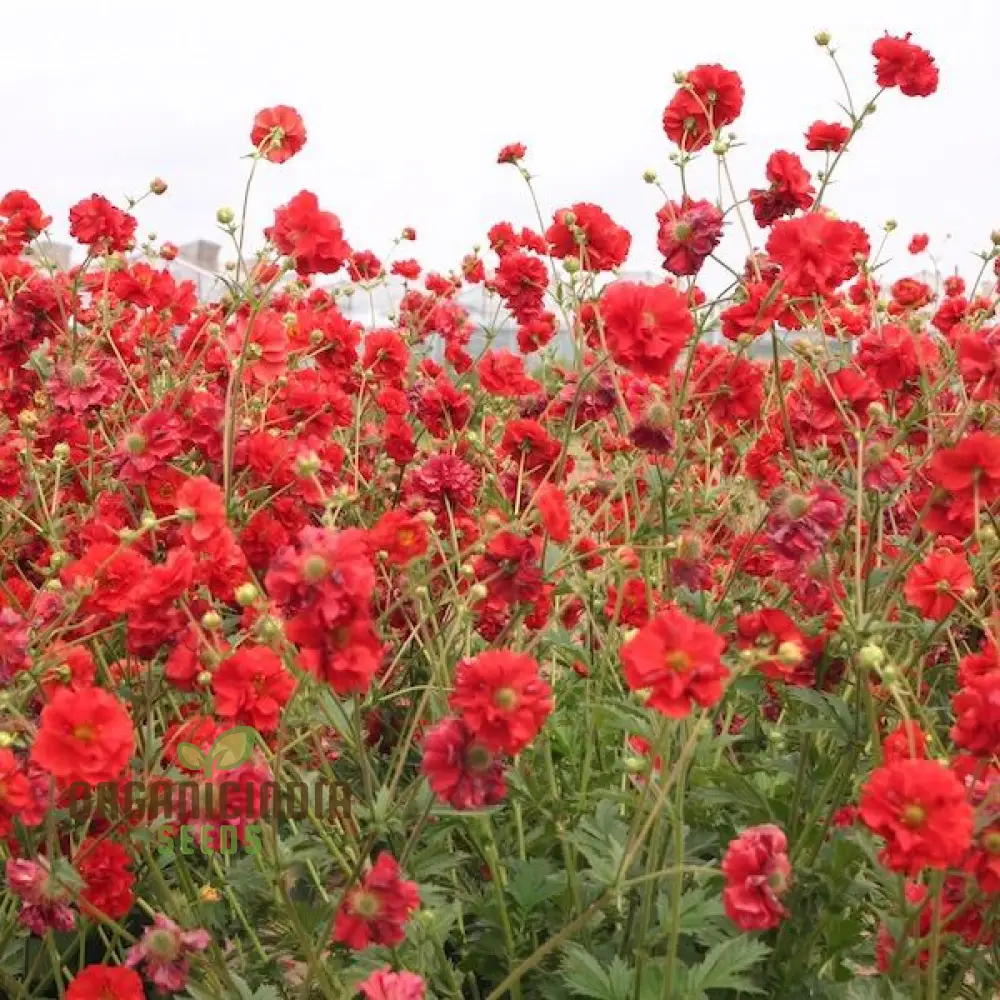 Geum Flora Plena Blazing Sunset Flower Seeds, Premium Garden Seeds for Stunning Blooms Gardening