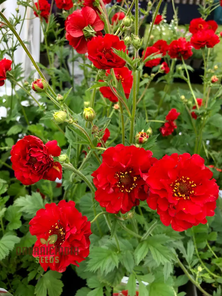 Geum Flora Plena Blazing Sunset Flower Seeds, Premium Garden Seeds for Stunning Blooms Gardening - Image 3