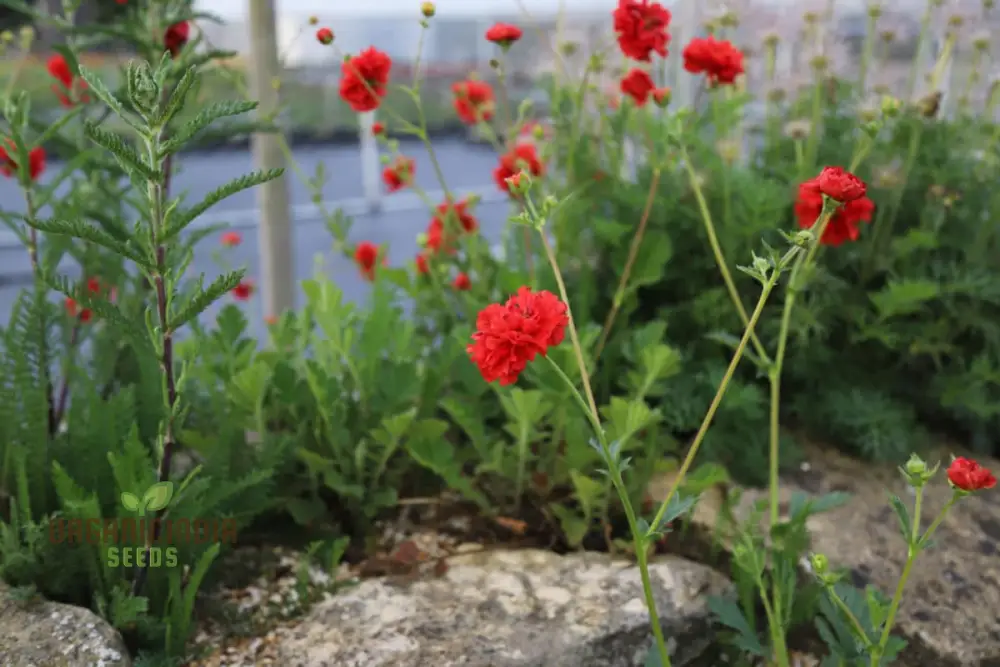 Geum Flora Plena Blazing Sunset Flower Seeds, Premium Garden Seeds for Stunning Blooms Gardening - Image 4