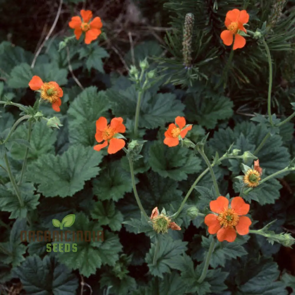 Geum Magellanicum Seeds : Hardy Perennial for Vibrant Gardens | Gardening Enthusiast's Choice