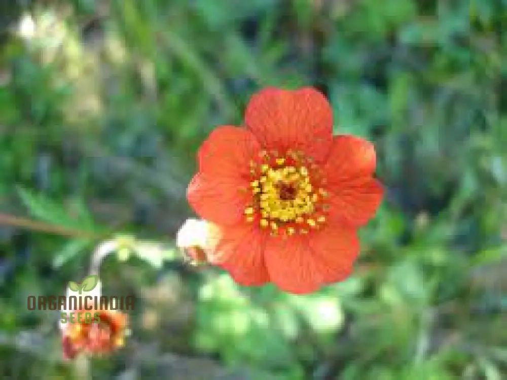 Geum Magellanicum Seeds : Hardy Perennial for Vibrant Gardens | Gardening Enthusiast's Choice - Image 3