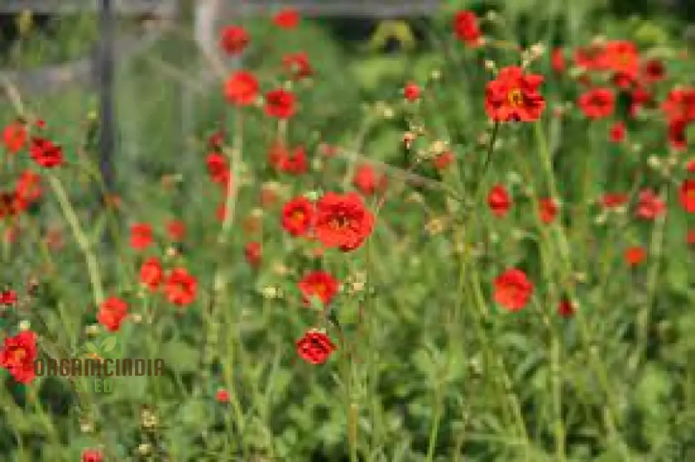 Geum Magellanicum Seeds : Hardy Perennial for Vibrant Gardens | Gardening Enthusiast's Choice - Image 4