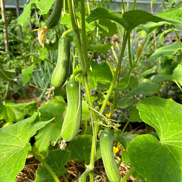 Gherkin Mini Cucumber F1 Vegetable Seeds, Cultivate Petite and Flavorful Cucumbers