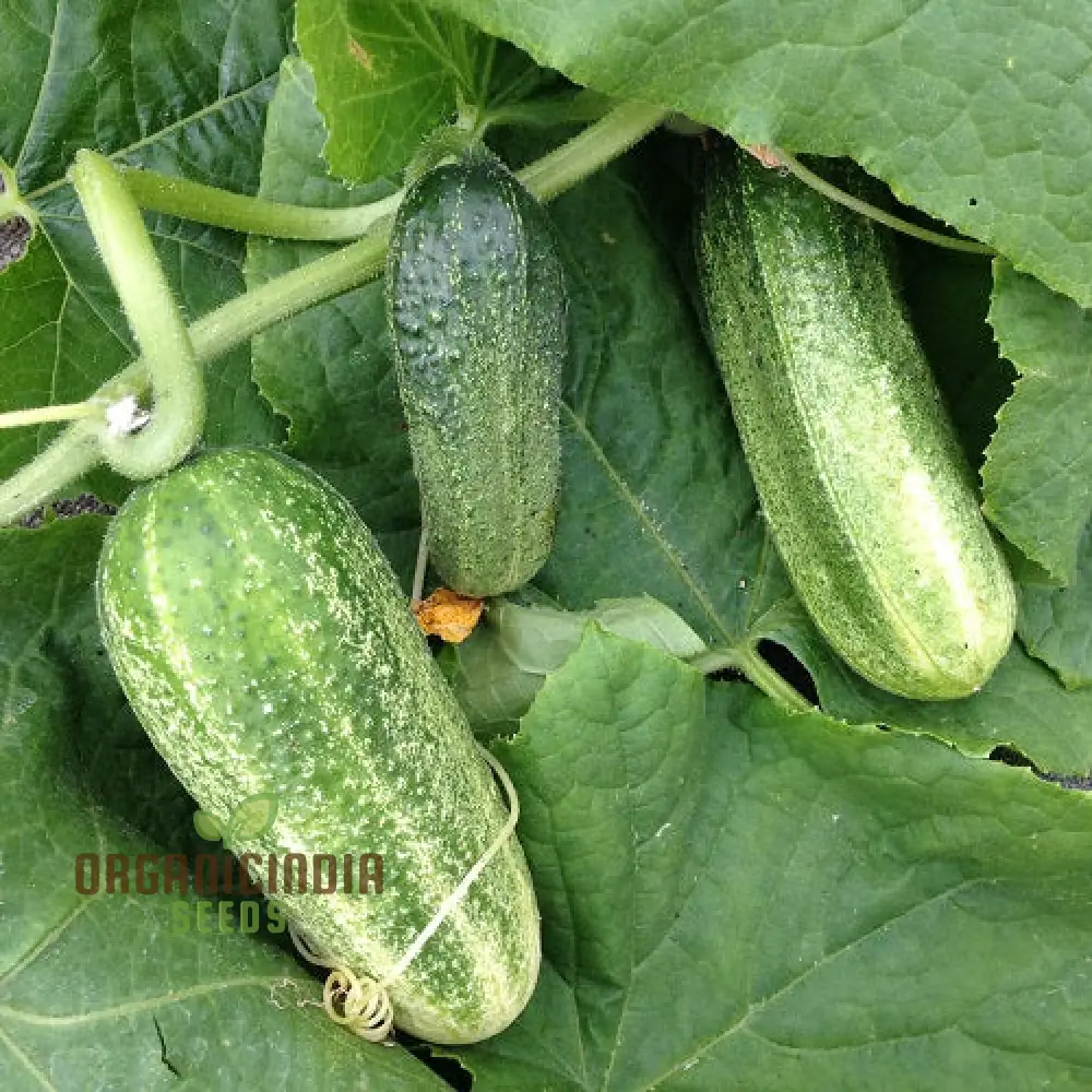 Gherkin Mini Cucumber F1 Vegetable Seeds, Cultivate Petite and Flavorful Cucumbers - Image 3