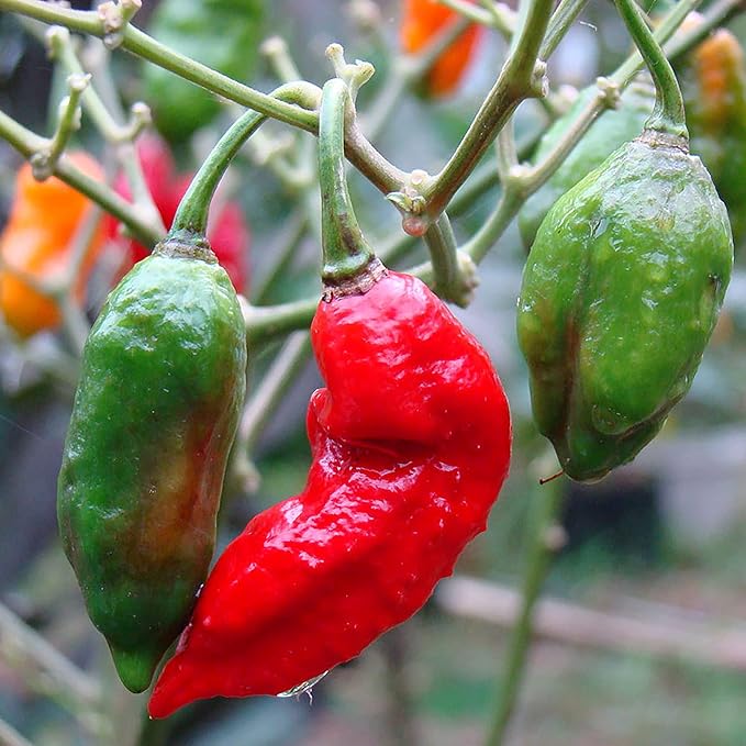 Ghost Pepper Seeds - Ghost Chili, Heirloom & Non-GMO, Fast-Growing Perennial for Garden & Containers - Image 3