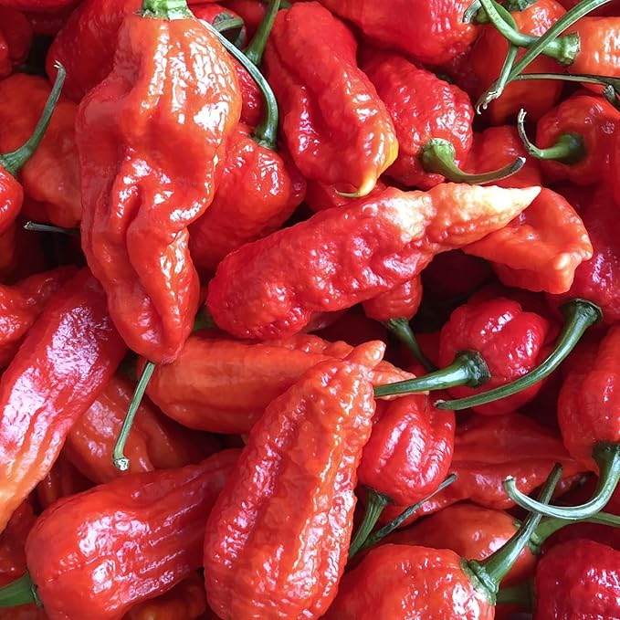 Ghost Pepper Seeds - Ghost Chili, Heirloom & Non-GMO, Fast-Growing Perennial for Garden & Containers - Image 4