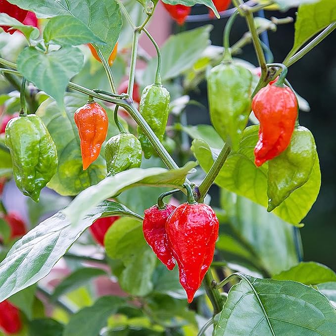Ghost Pepper Seeds - Ghost Chili, Heirloom & Non-GMO, Fast-Growing Perennial for Garden & Containers - Image 5