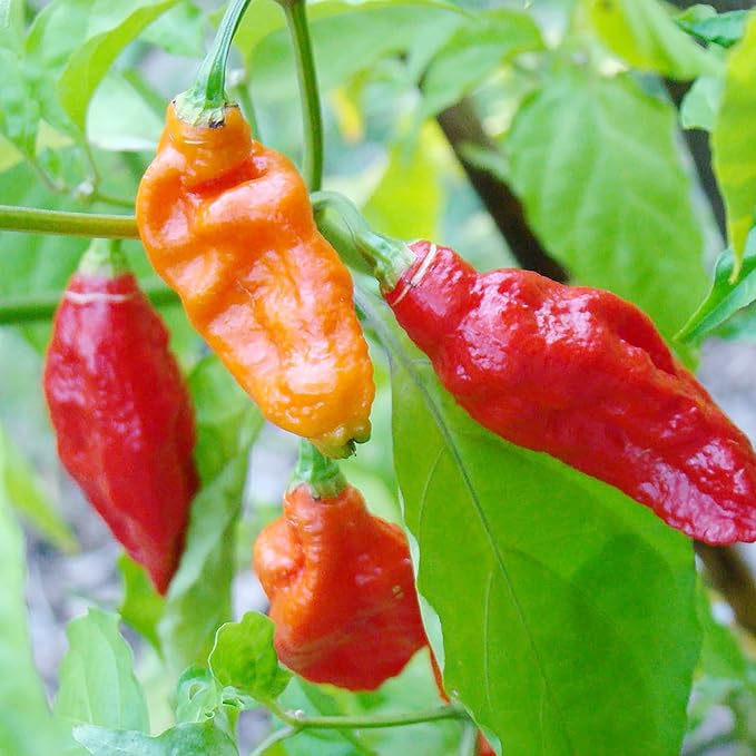 Ghost Pepper Seeds - Ghost Chili, Heirloom & Non-GMO, Fast-Growing Perennial for Garden & Containers - Image 6