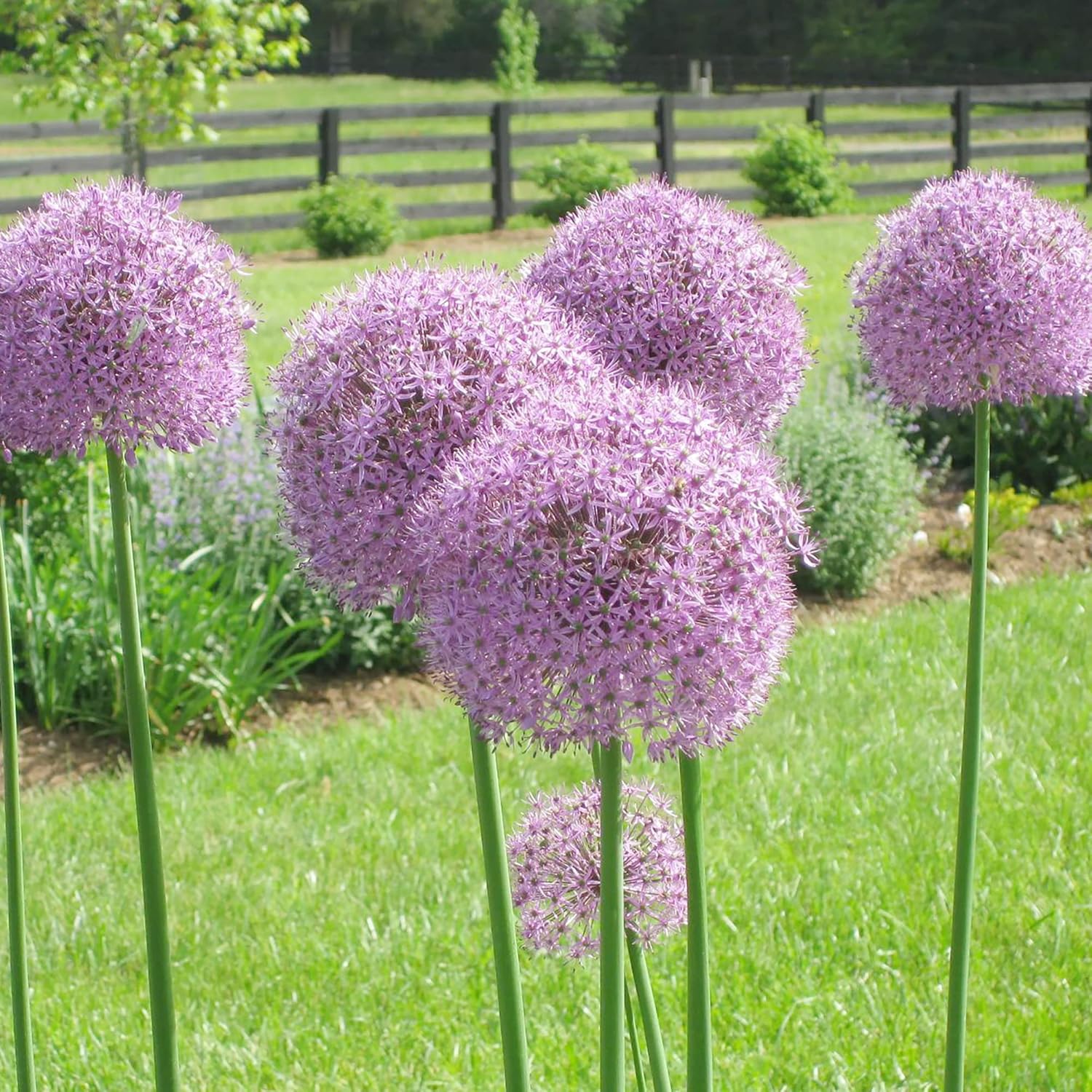 Giant Allium Seeds - Allium Giganteum Purple, Cold Hardy Heirloom & Non-GMO, Ideal for Cut Flowers - 50 Pcs - Image 3