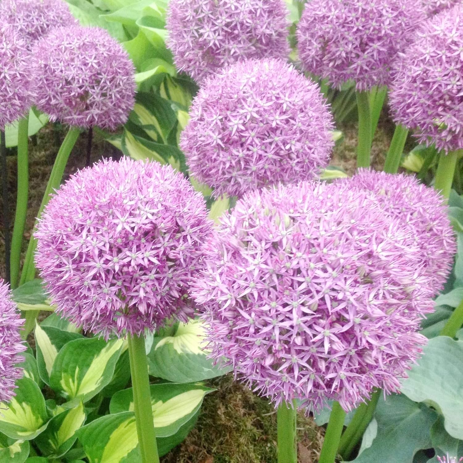 Giant Allium Seeds - Allium Giganteum Purple, Cold Hardy Heirloom & Non-GMO, Ideal for Cut Flowers - 50 Pcs - Image 4