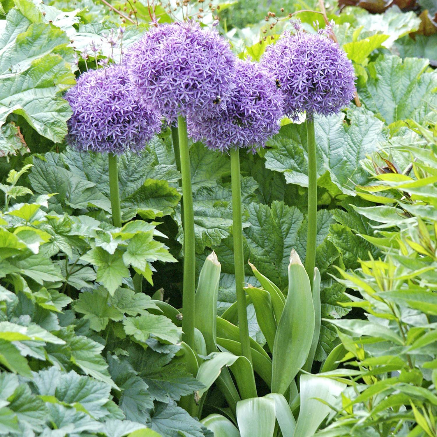 Giant Allium Seeds - Allium Giganteum Purple, Cold Hardy Heirloom & Non-GMO, Ideal for Cut Flowers - 50 Pcs - Image 5