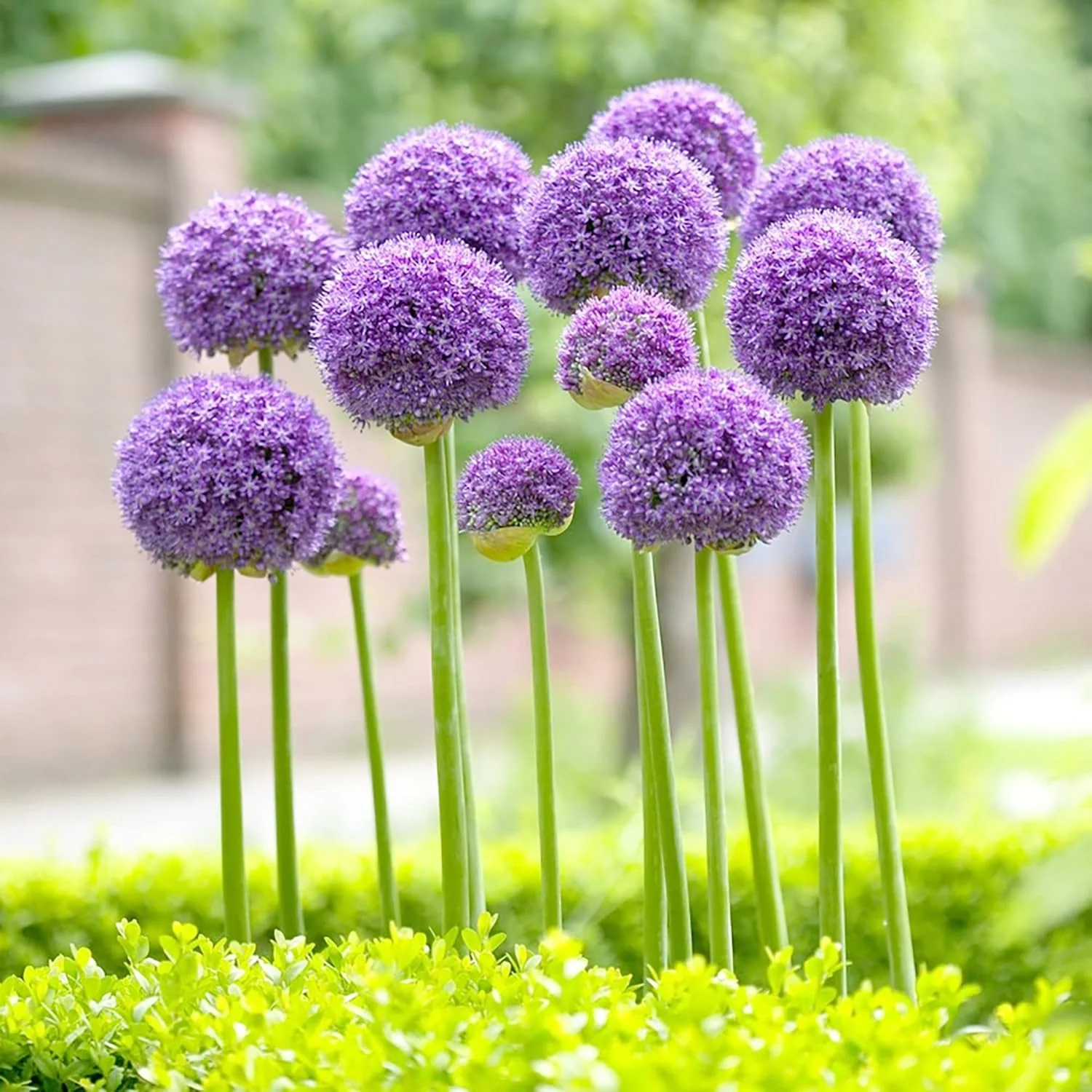Giant Allium Seeds - Allium Giganteum Purple, Cold Hardy Heirloom & Non-GMO, Ideal for Cut Flowers - 50 Pcs - Image 6