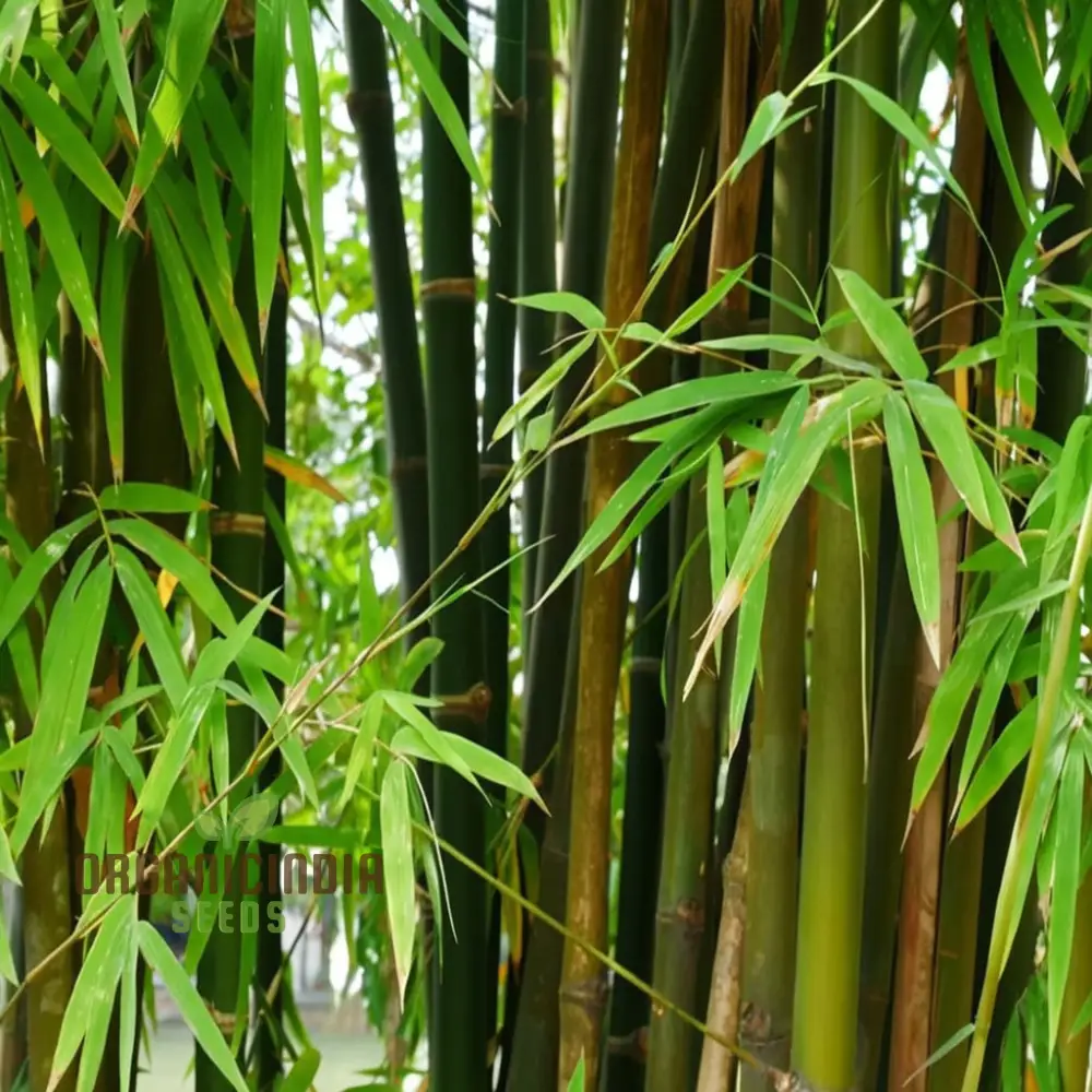Giant Bamboo Seeds Grow Majestic Plants for Stunning Garden Landscapes - Image 3