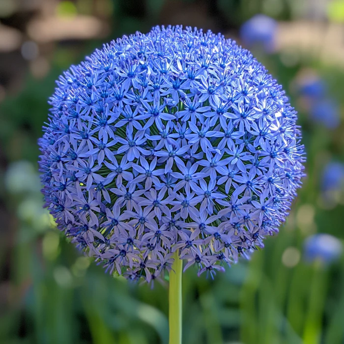 Giant Blue Allium Giganteum Seeds, Rare & Beautiful Perennial Flowers - Image 3