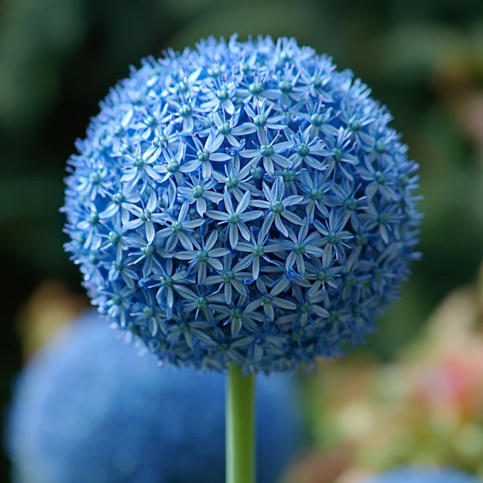 Giant Blue Allium Giganteum Seeds, Rare & Beautiful Perennial Flowers - Image 4
