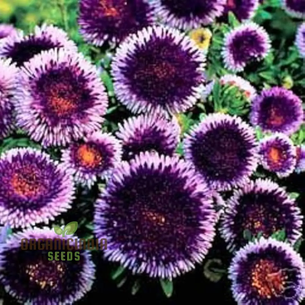 Giant Blue Moon Aster Flower Seeds for Gardening Enthusiasts and Seed Collectors