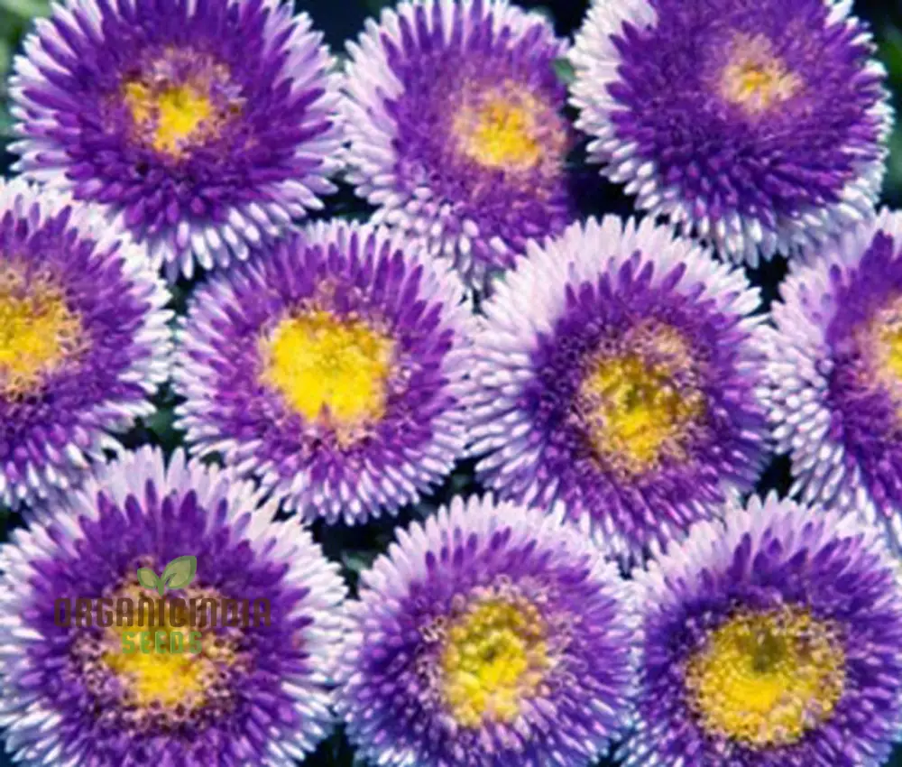 Giant Blue Moon Aster Flower Seeds for Gardening Enthusiasts and Seed Collectors - Image 3