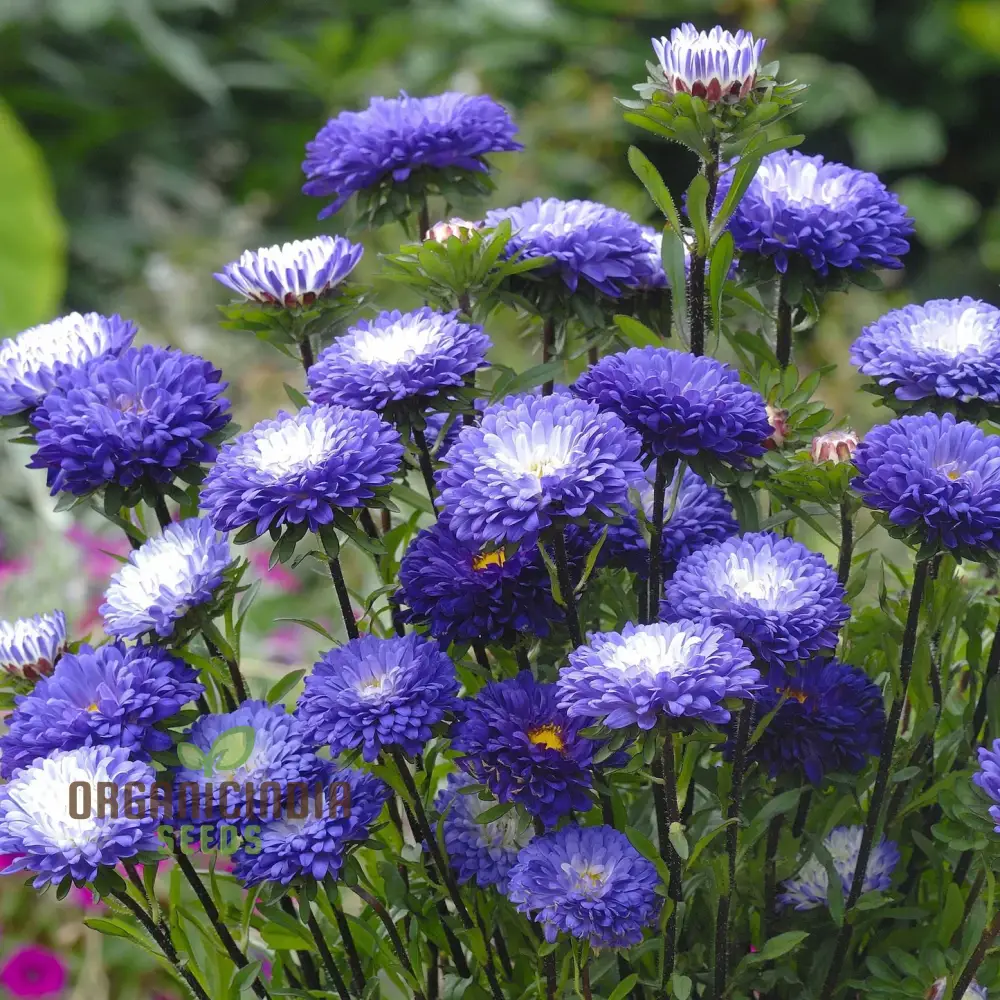 Giant Blue Moon Aster Flower Seeds for Gardening Enthusiasts and Seed Collectors - Image 4