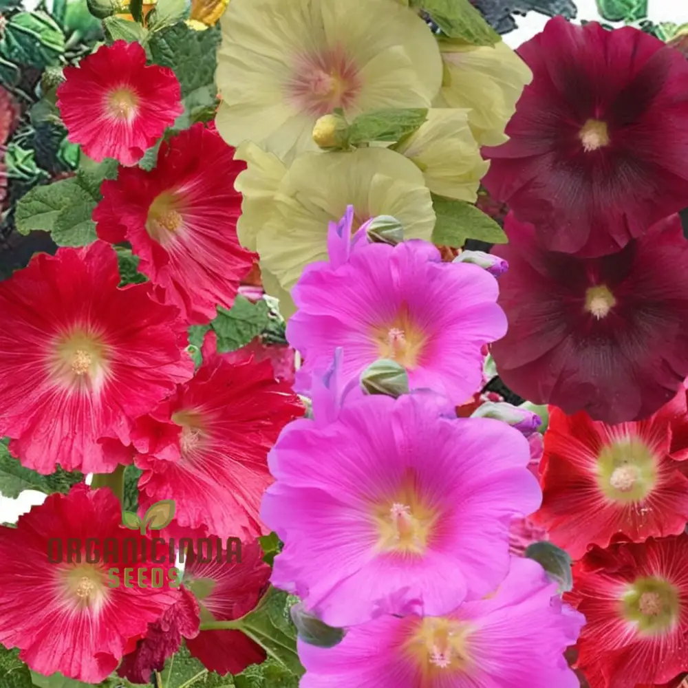 Giant Danish Mix Flower Seeds - Stunning Variety for Breathtaking Garden Displays