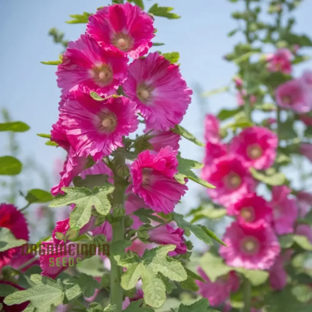 Giant Danish Mix Flower Seeds - Stunning Variety for Breathtaking Garden Displays - Image 4