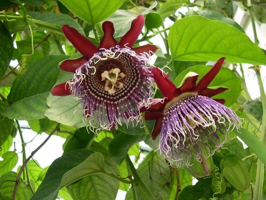 Giant Granadilla Passion Flower Seeds – Fast Growing Tropical Vine
